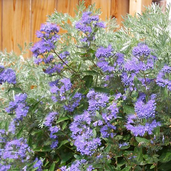 Caryopteris clandonensis Heavenly Blue - Spirée bleue Godet de 8/9 cm - Image 1