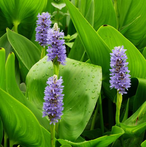 0 - Pontédérie Plante Bassin - Rustique - Biologique - Pépinière - Image 2