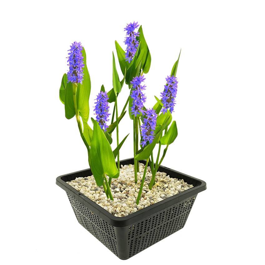 0 - Pontédérie Plante Bassin - Rustique - Biologique - Pépinière