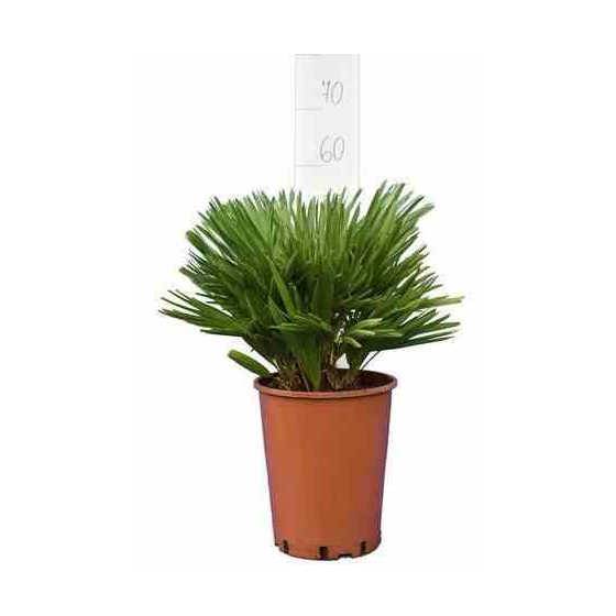 Sans Marque - Chamaerops humilis var. cerifera (Palmier doum bleu)  Pot de 180L 150/175cm - Image 1