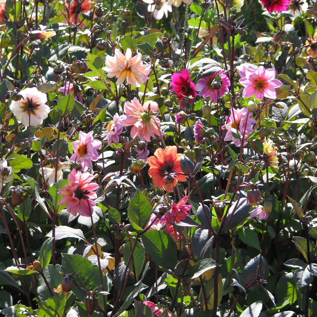 Graines de Dahlia Redskin Sachet de 0.5g