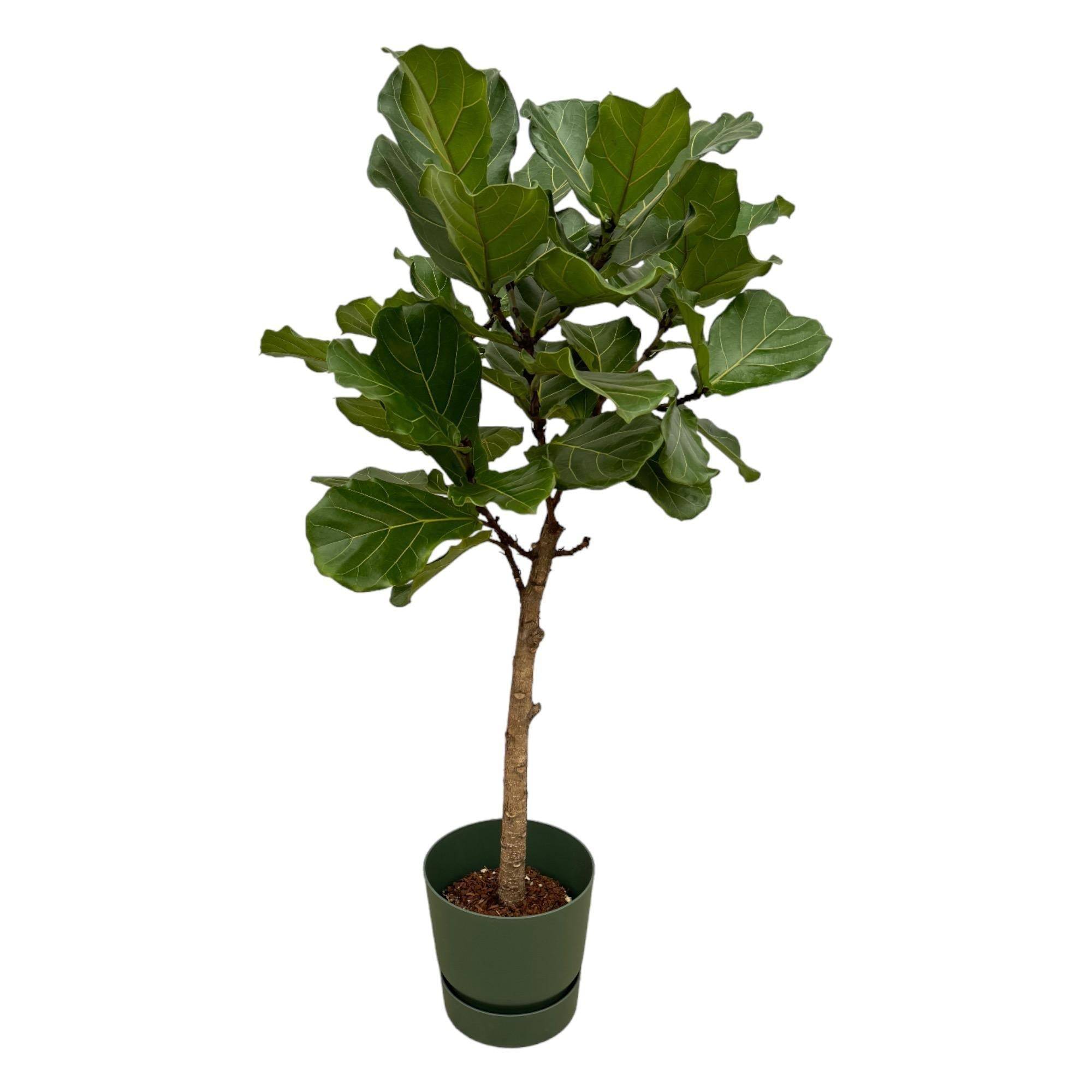 Ficus Lyrata et son pot- La Green Touch Vert + Reservoir - Hauteur 160cm