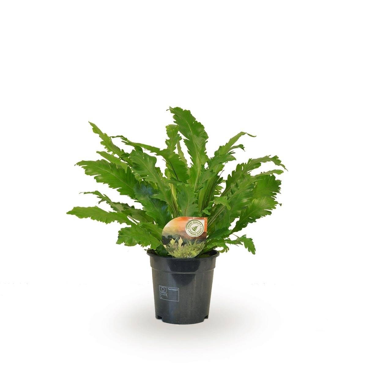 Asplenium Campio - D17 H50cm