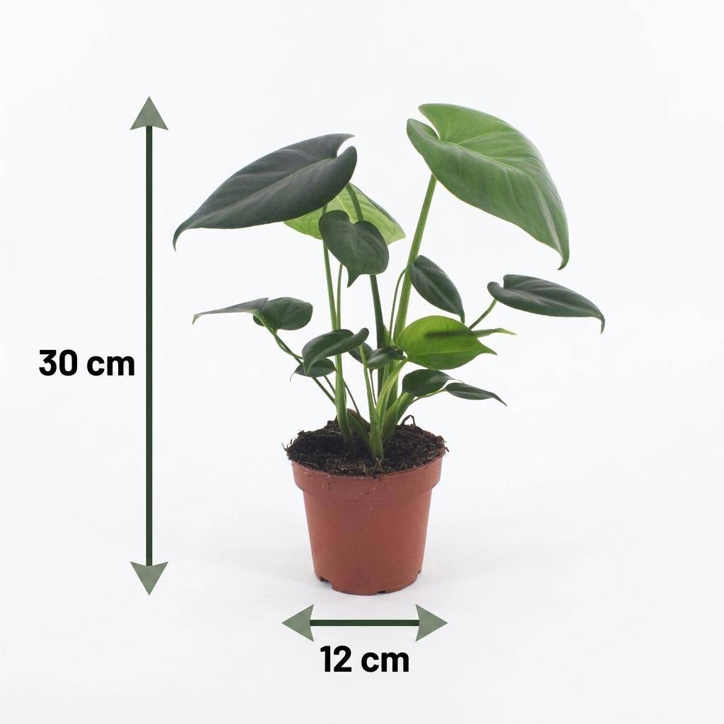 Monstera Deliciosa - Pot de 12cm - 2 plantes - Panier - Plantes d'intérieur - Image 5