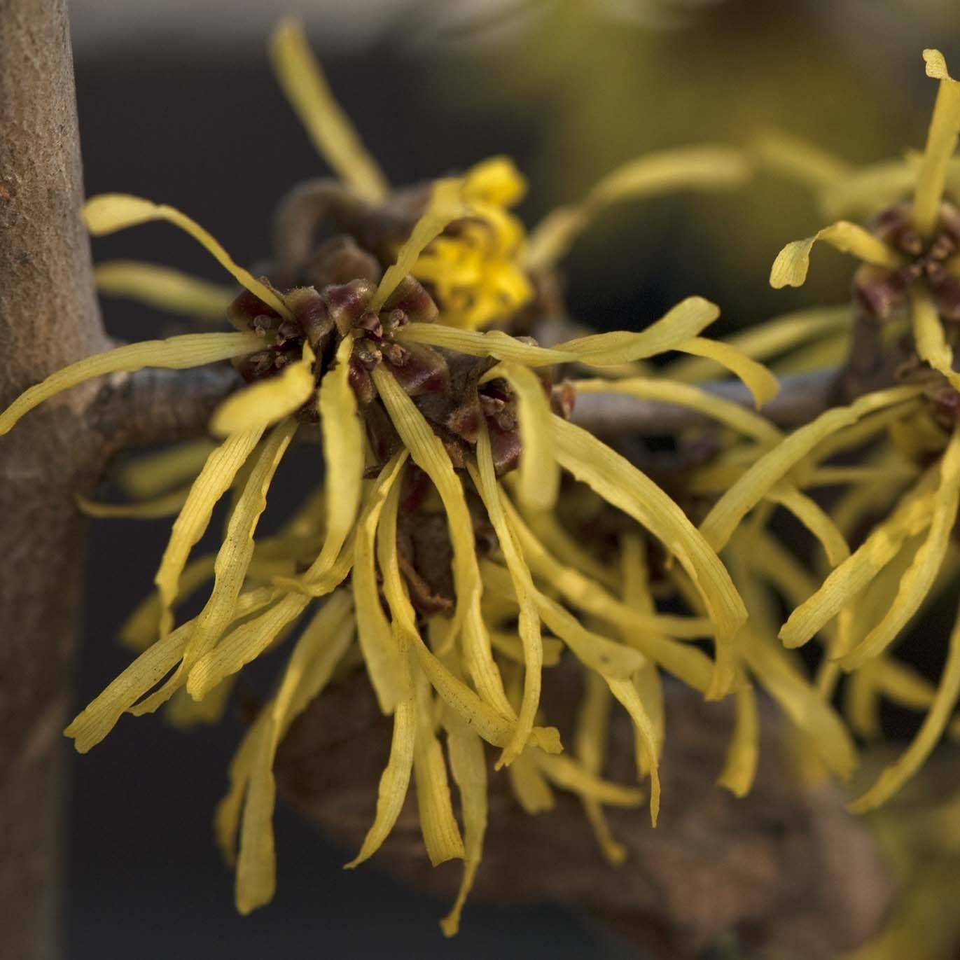 Promesse de Fleurs - Hamamelis (x) intermedia Westerstede - Noisetier de sorcière Pot de 3L/4L - Image 1