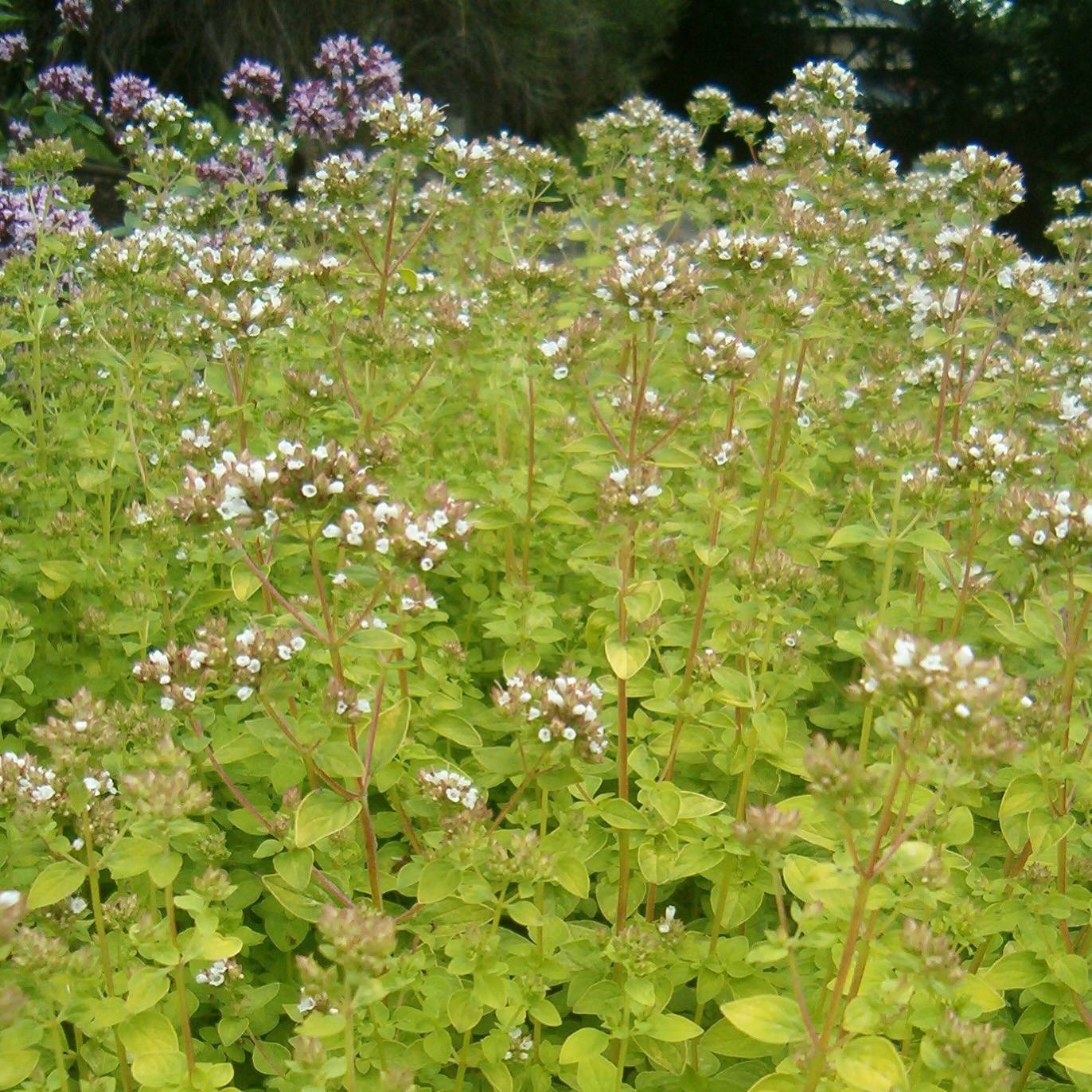 Promesse de Fleurs - Origan doré - Origanum vulgare Aureum Godet de 7/8 cm