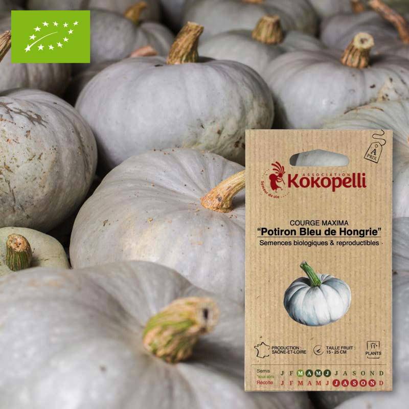 Courge Potiron Bleu de Hongrie- Graines bio à semer - Imagen 1