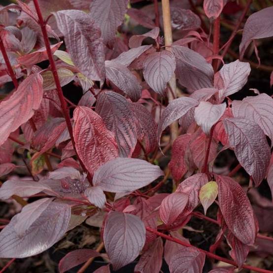 Cornus alba Siberian Pearls - Cornouiller blanc à bois rouge Godet de 8/9 cm