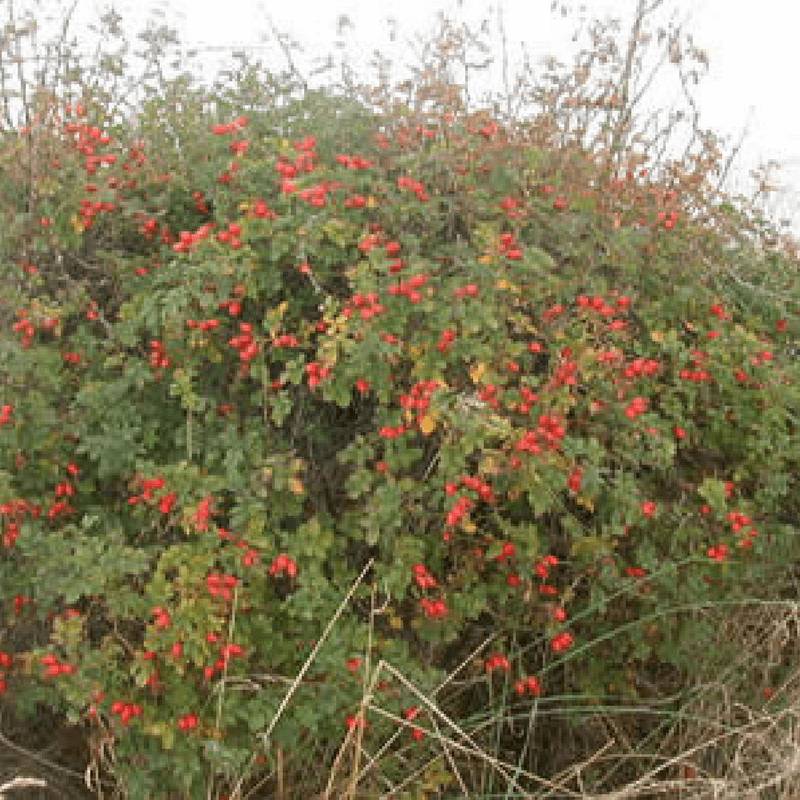 Rosier rouillé (Rosa rubiginosa) - Godet - Taille 20/40cm - Pépinières Naudet - Imagen 2