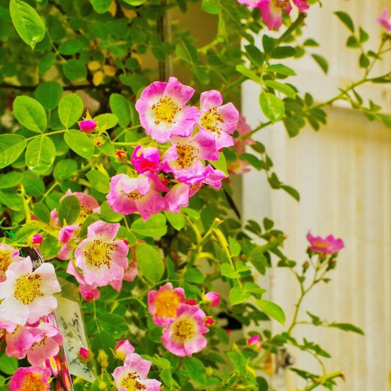 Rosier rouillé (Rosa rubiginosa) - Godet - Taille 20/40cm - Pépinières Naudet - Imagen 1