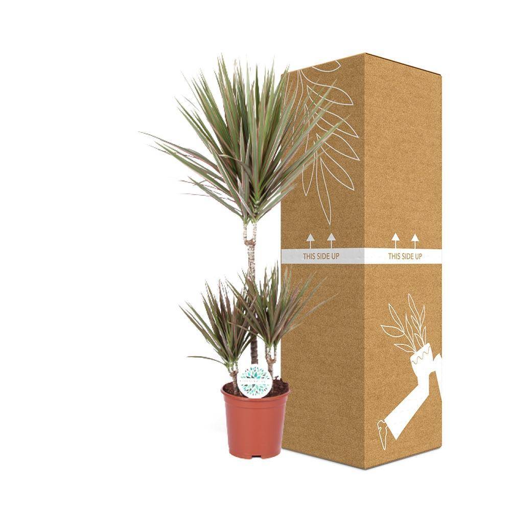 La Green Touch - Dracaena Bicolor - D21 H95cm - Imagen 3