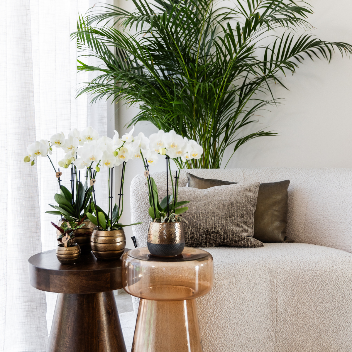 Lot de 4 orchidées Phalaenopsis blanches 'Ghent' - Ø12cm - Plantes d'intérieur - Image 3