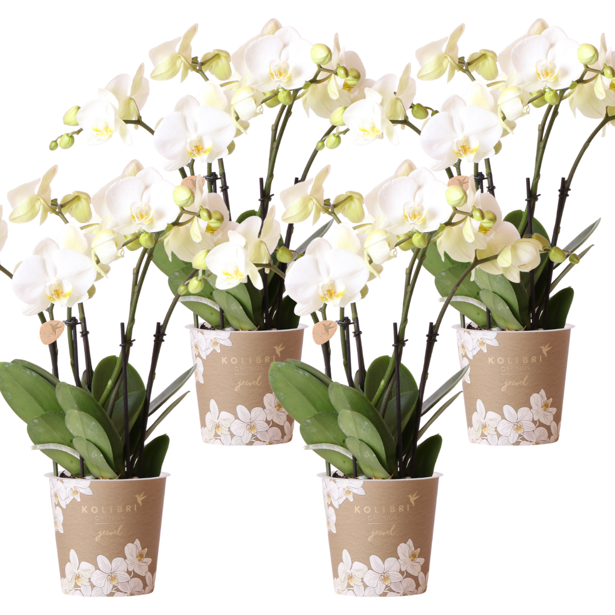 Lot de 4 orchidées Phalaenopsis blanches 'Ghent' - Ø12cm - Plantes d'intérieur - Image 1