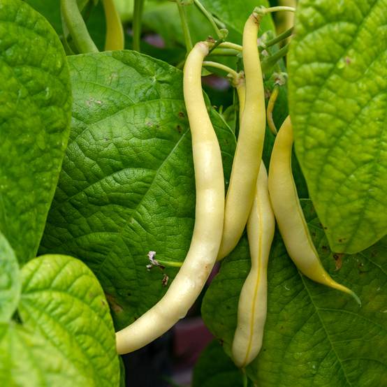 Haricot nain mangetout Beurre de Rocquencourt le sachet de 250 graines environ (100g)