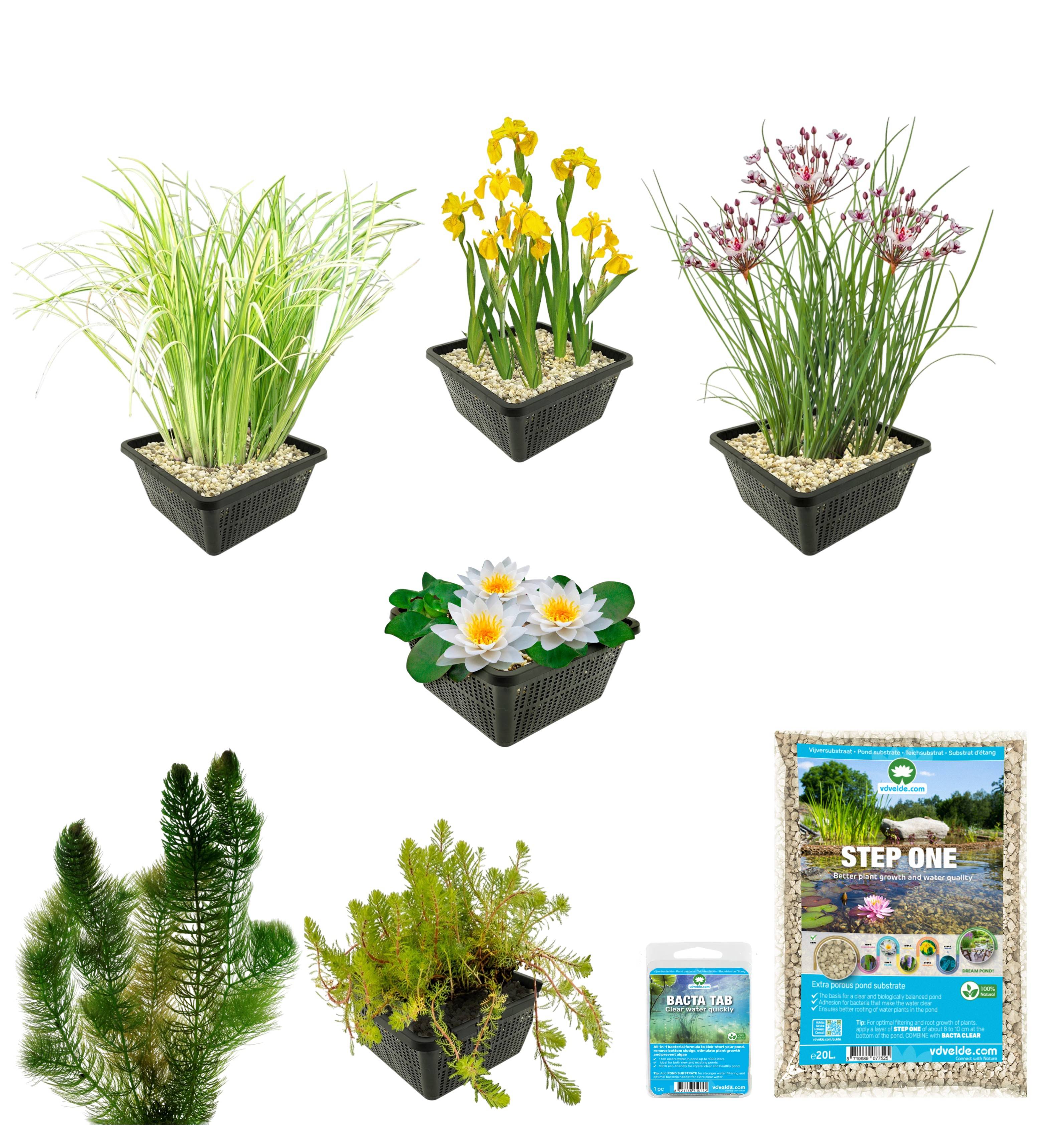 0 - Pack Bassin Indigène 100-400L - Nénuphar Blanc & Oxygénantes Berge Bio Complet - Image 3