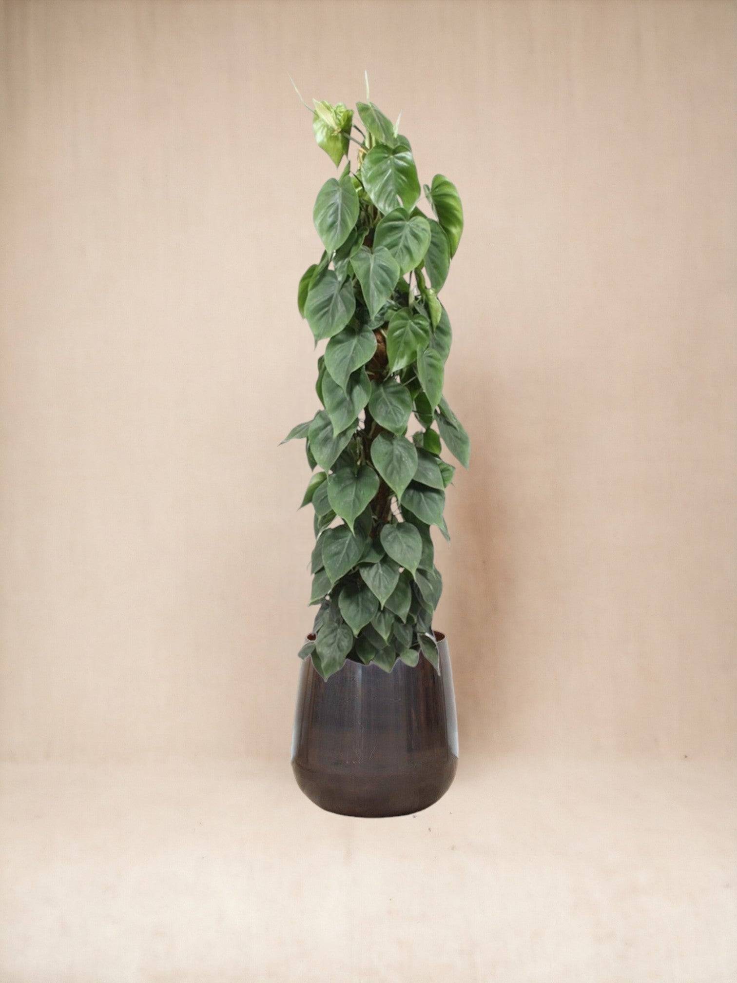 La Green Touch - Philodendron Scandens sur tuteur 150cm - Plante d'intérieur- La Green Touch - Imagen 2