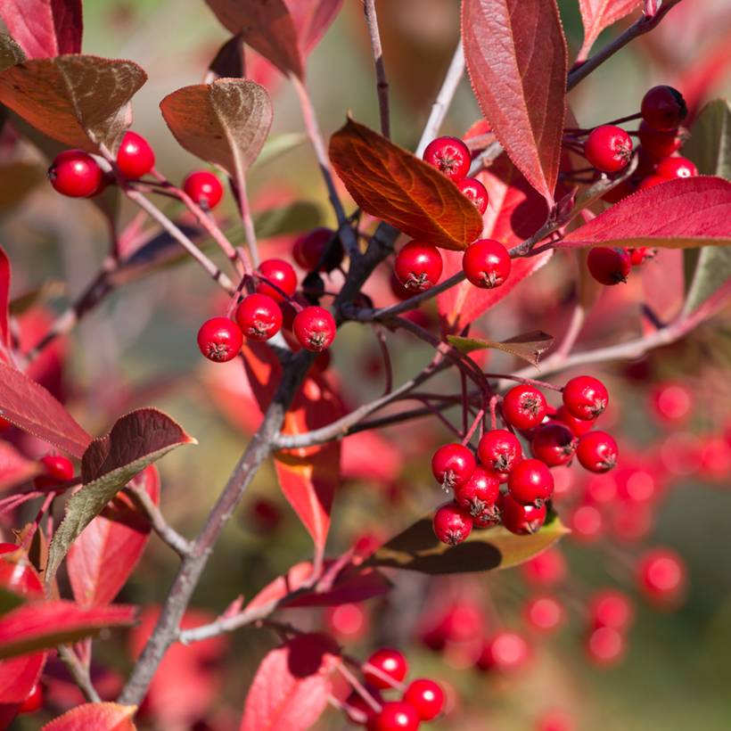 Aronia arbutifolia Brilliant Godet de 8/9 cm