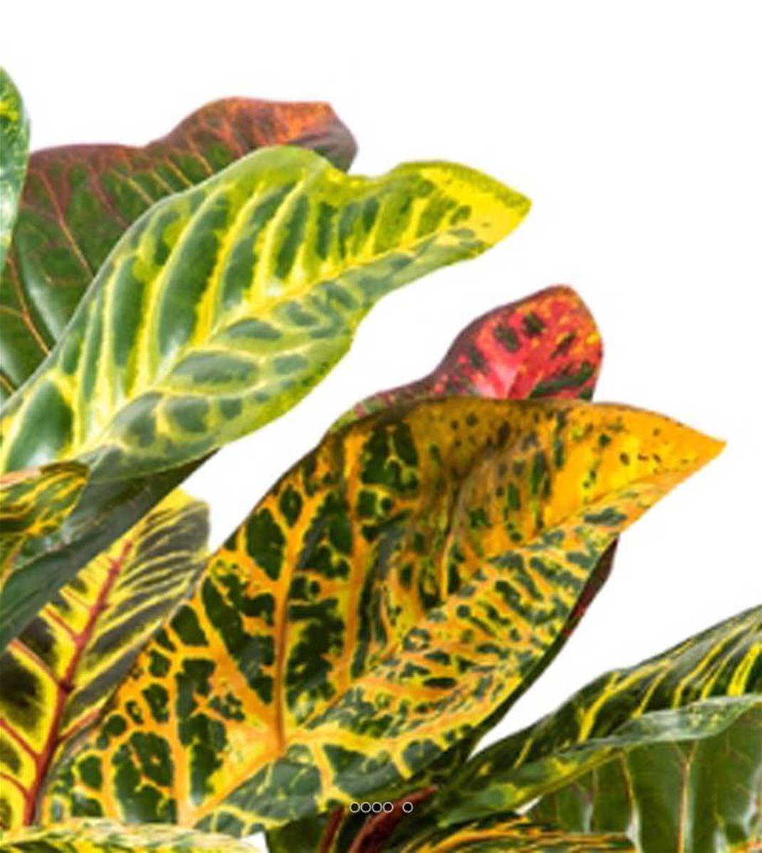 Artificielles - Croton artificiel en piquet 30 feuilles, H 40 cm Vert Rouge - Imagen 3