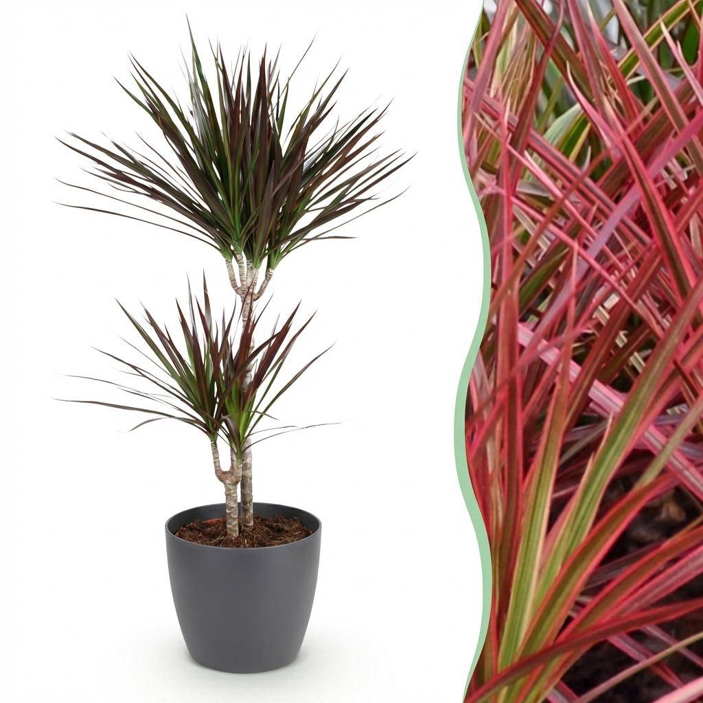 Dracaena Magenta - Pot de 21cm - Gris - Plantes d'intérieur - Image 1