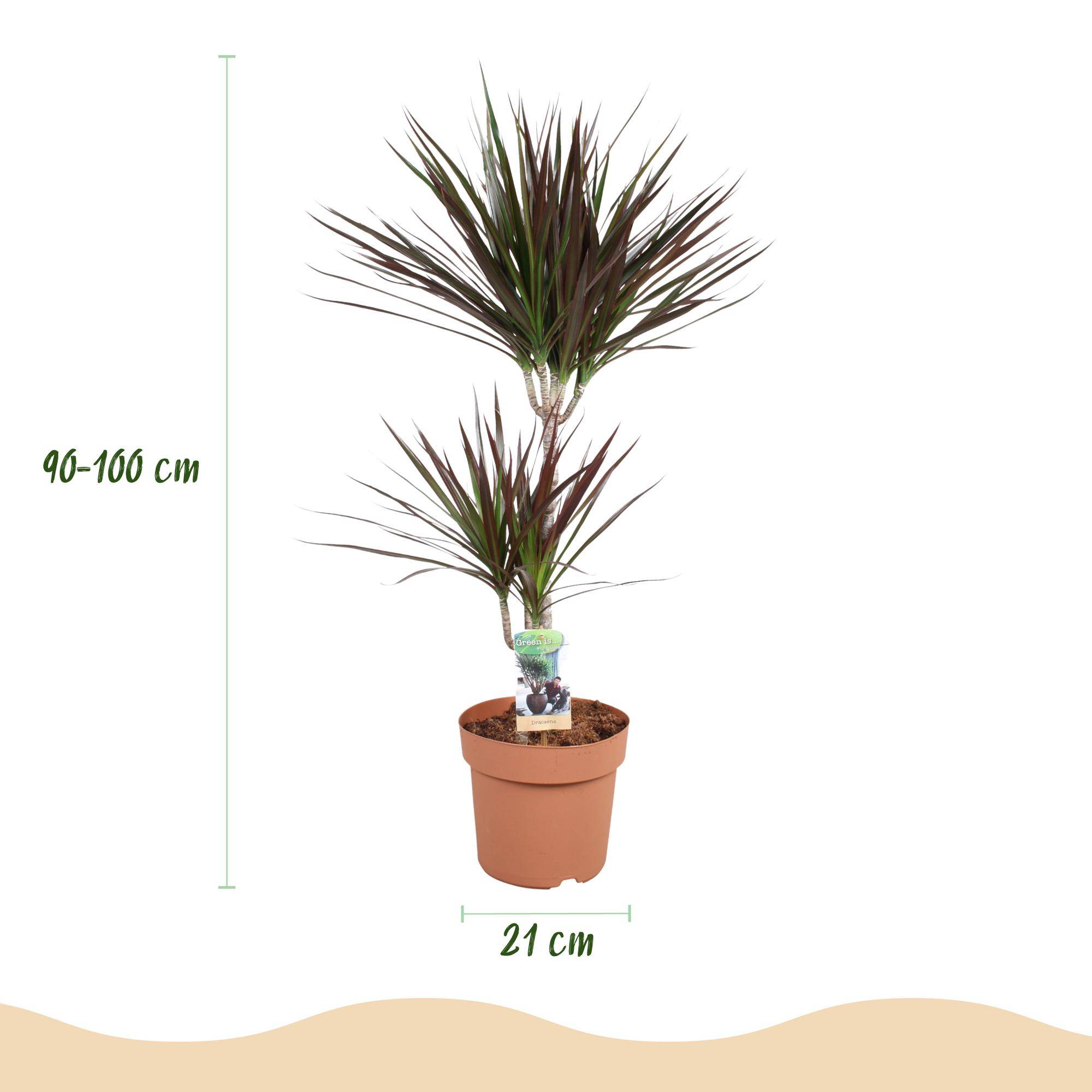 Dracaena Magenta - Pot de 21cm - Gris - Plantes d'intérieur - Image 3