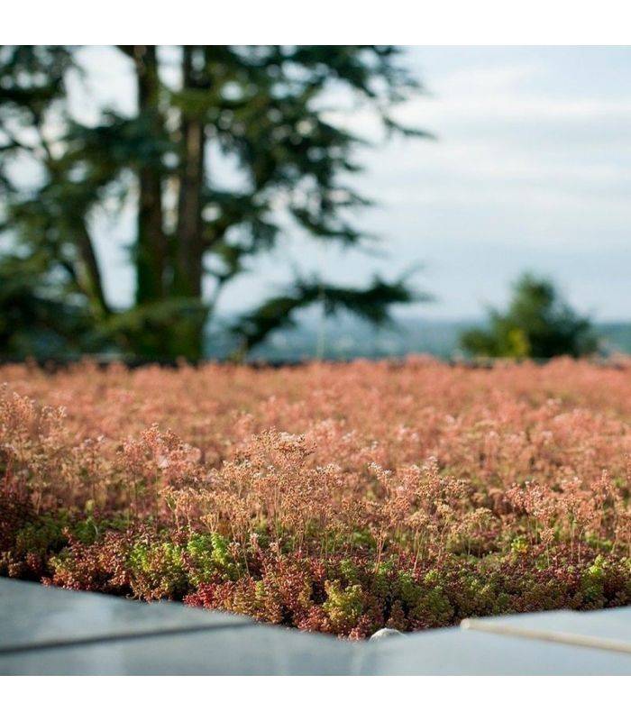 Terreau substrat toitures végétalisées spécial sedum Big bag 1 m3 - Image 3
