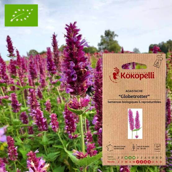 Association Kokopelli - Agastache Globetrotter- Graines bio à semer - Image 1