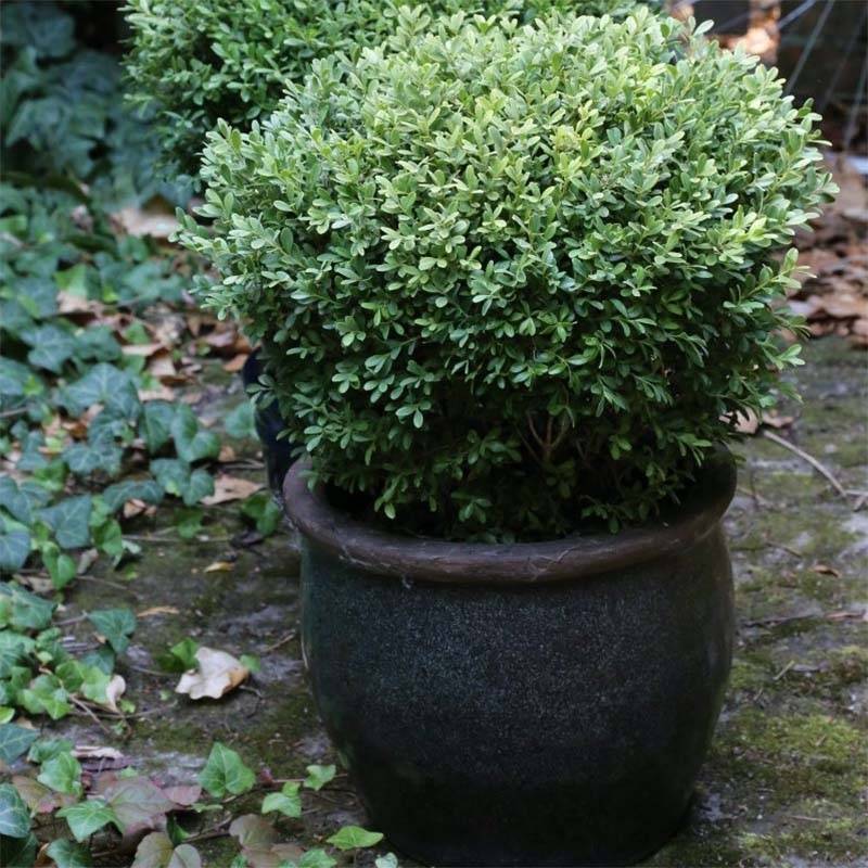 Buis - Buxus microphylla Rococo Pot de 3L/4L