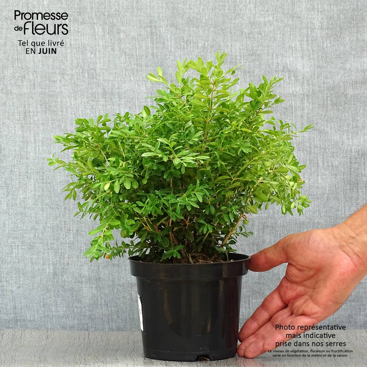 Buis - Buxus microphylla Rococo Pot de 3L/4L - Image 2