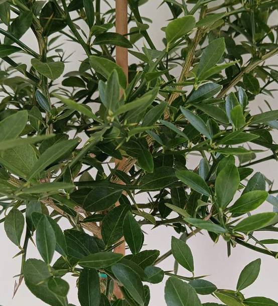 0 - Microcitrus australasica pulpe or (Caviar de citron) Pot de 9 litres -140/160 cm - Image 3