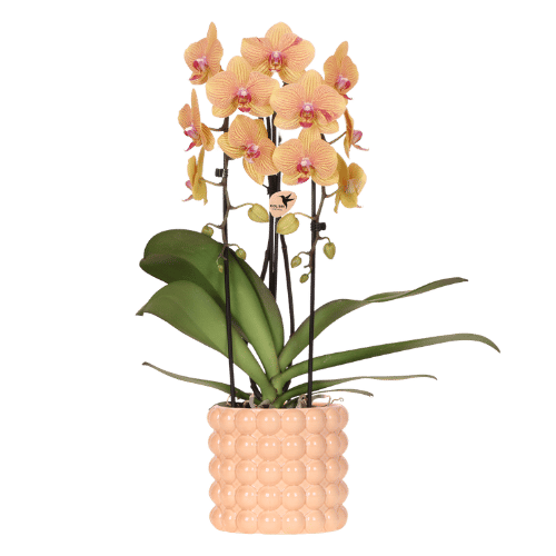 Orchidée Phalaenopsis 'Niagara Falls Sunny Bunny' jaune et rose - Pot de 12cm - Plantes d'intérieur - Image 1