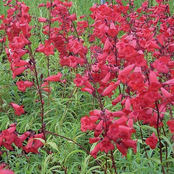 Penstemon hybride Schoenholzeri - Galane Godet de 8/9 cm