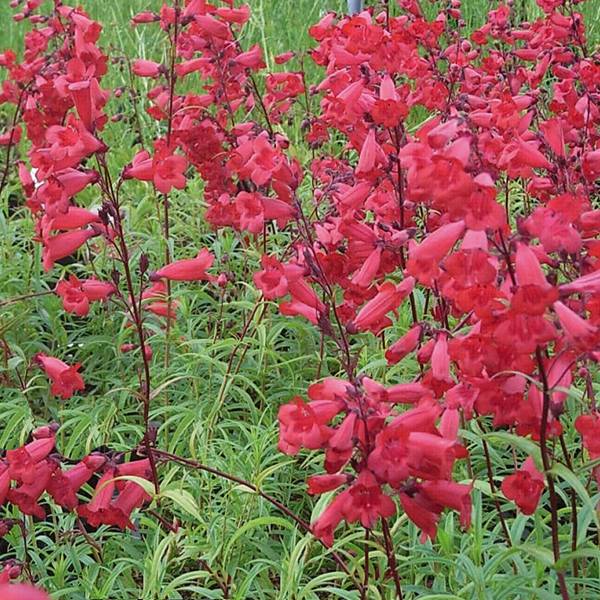 Penstemon hybride Schoenholzeri - Galane Godet de 8/9 cm