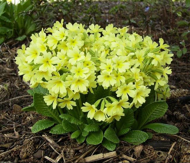 Promesse de Fleurs - Primevère - Primula elatior Colibri Light Yellow Mini-motte Ø 1,5/2,5 cm (par 5)