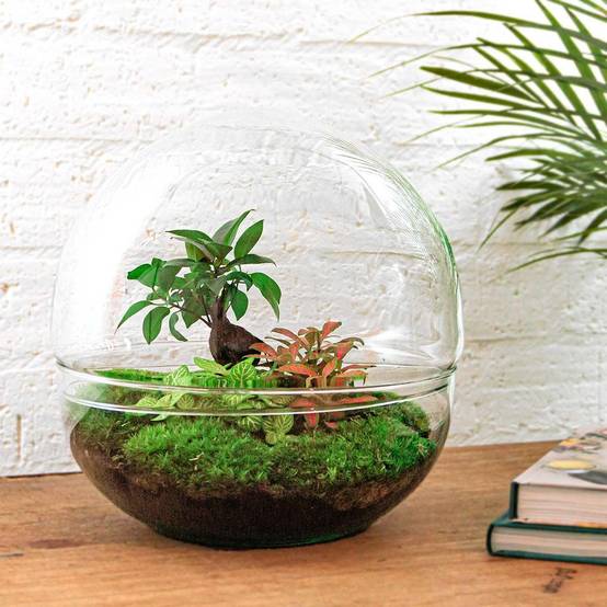 Diy Terrarium - D30 H30cm - Image 2