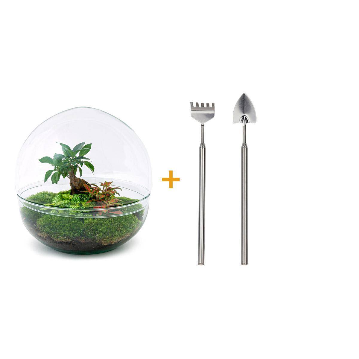 Diy Terrarium - D30 H30cm - Image 1