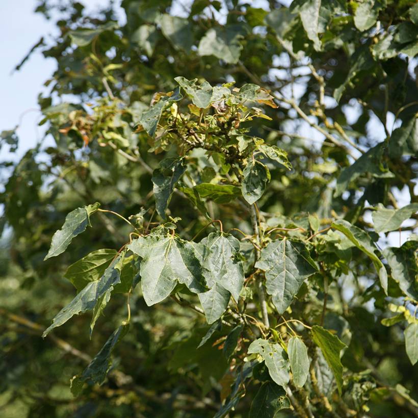 Promesse de Fleurs - Acer platanoides Stollii - Erable plane Pot de 20L/25L, Tige - Image 1