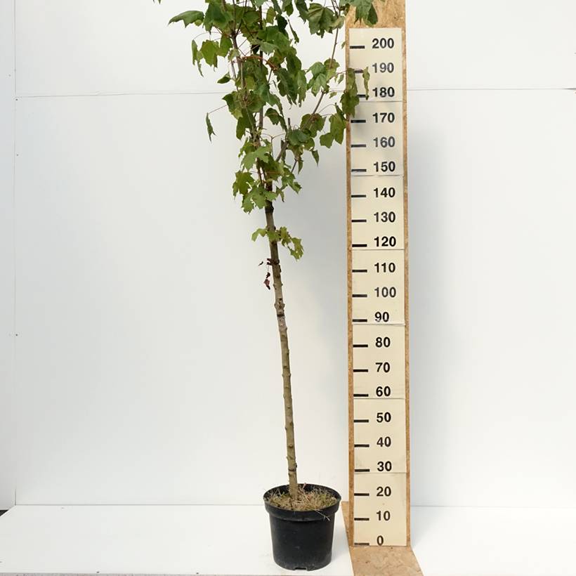 Promesse de Fleurs - Acer platanoides Stollii - Erable plane Pot de 20L/25L, Tige - Image 2