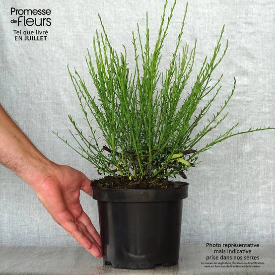 Genêt à balais - Cytisus scoparius Lena Pot de 2L/3L - Image 2