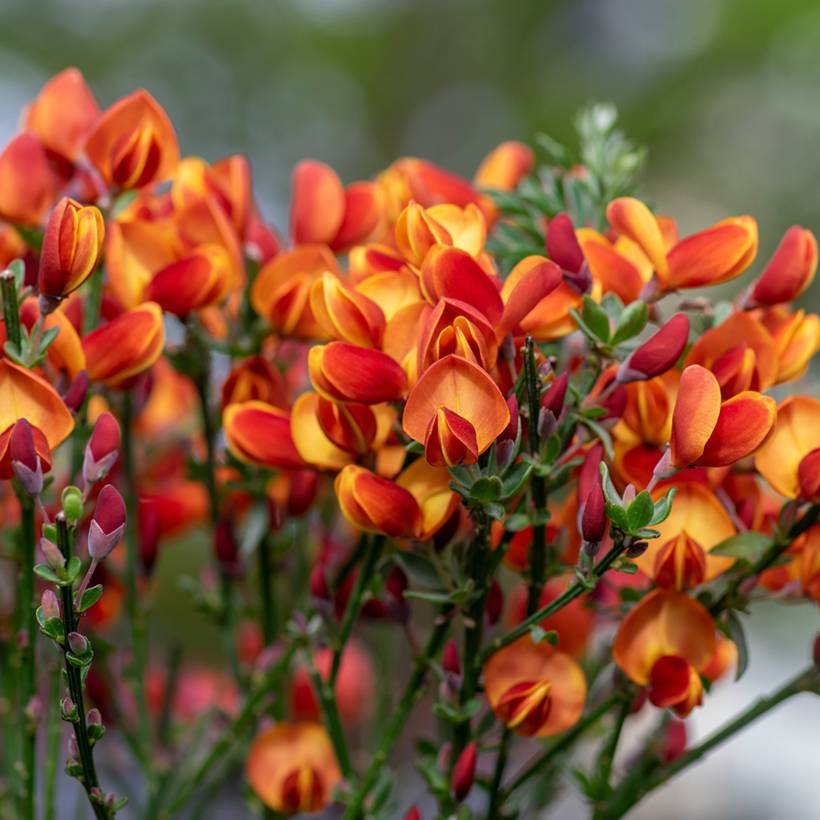 Genêt à balais - Cytisus scoparius Lena Pot de 2L/3L - Image 1