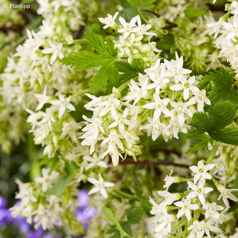 Promesse de Fleurs - Ribes sanguineum Oregon Snowflake - Groseillier à fleurs Pot de 3L/4L