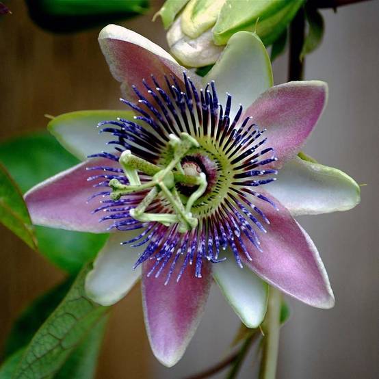 Promesse de Fleurs - Passiflora allardii - Fleur de la Passion Pot de 2L/3L