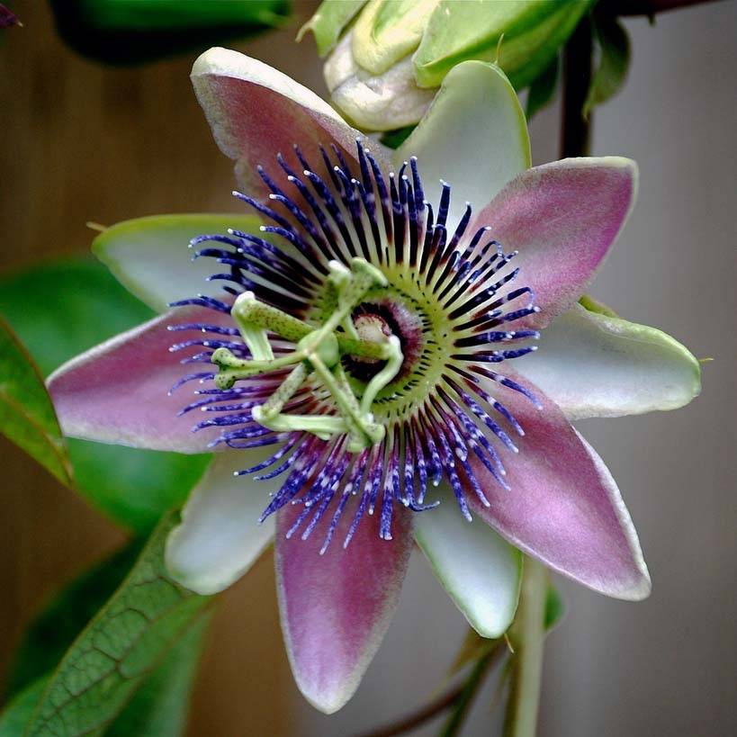 Promesse de Fleurs - Passiflora allardii - Fleur de la Passion Pot de 2L/3L