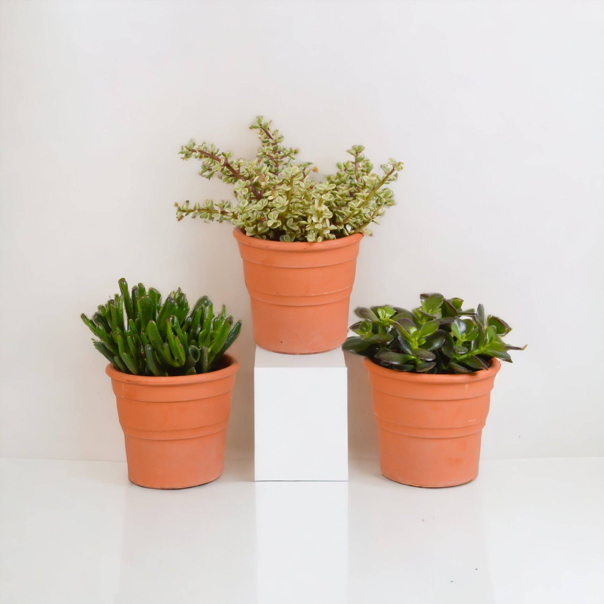 La Green Touch - Coffret crassula et ses caches-pots terracotta - Lot de 3 plantes, h21cm- La Green Touch