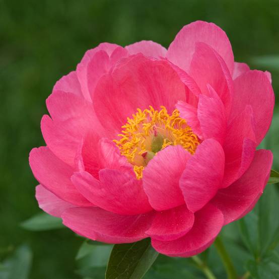 Promesse de Fleurs - Pivoine lactiflora Cytherea Souche 3/5 yeux