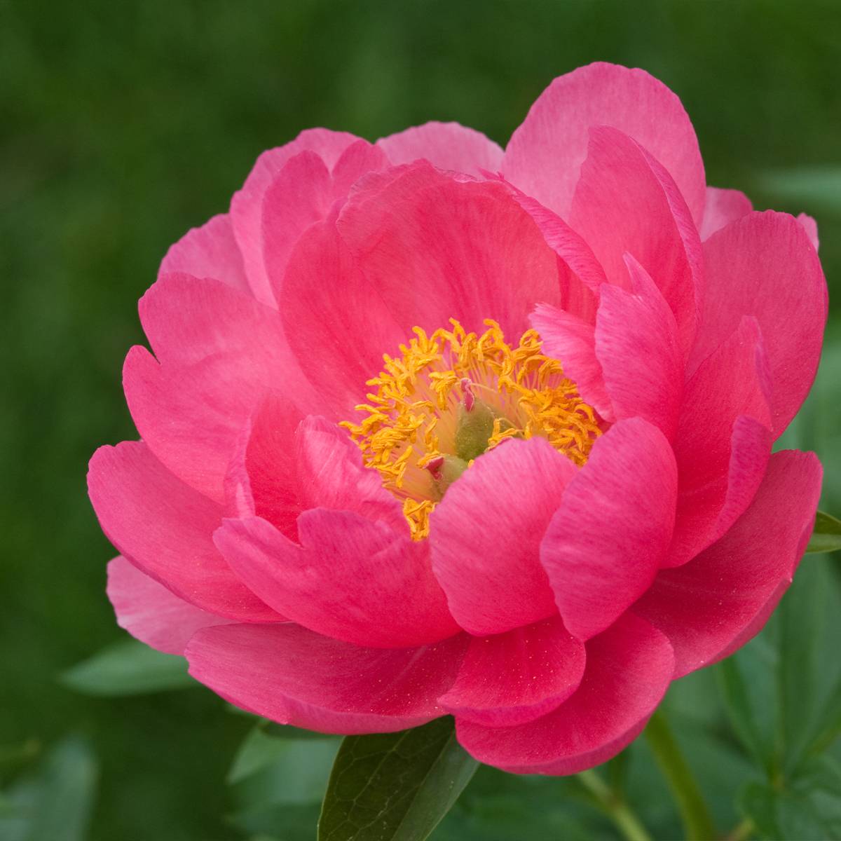 Promesse de Fleurs - Pivoine lactiflora Cytherea  Souche 3/5 yeux
