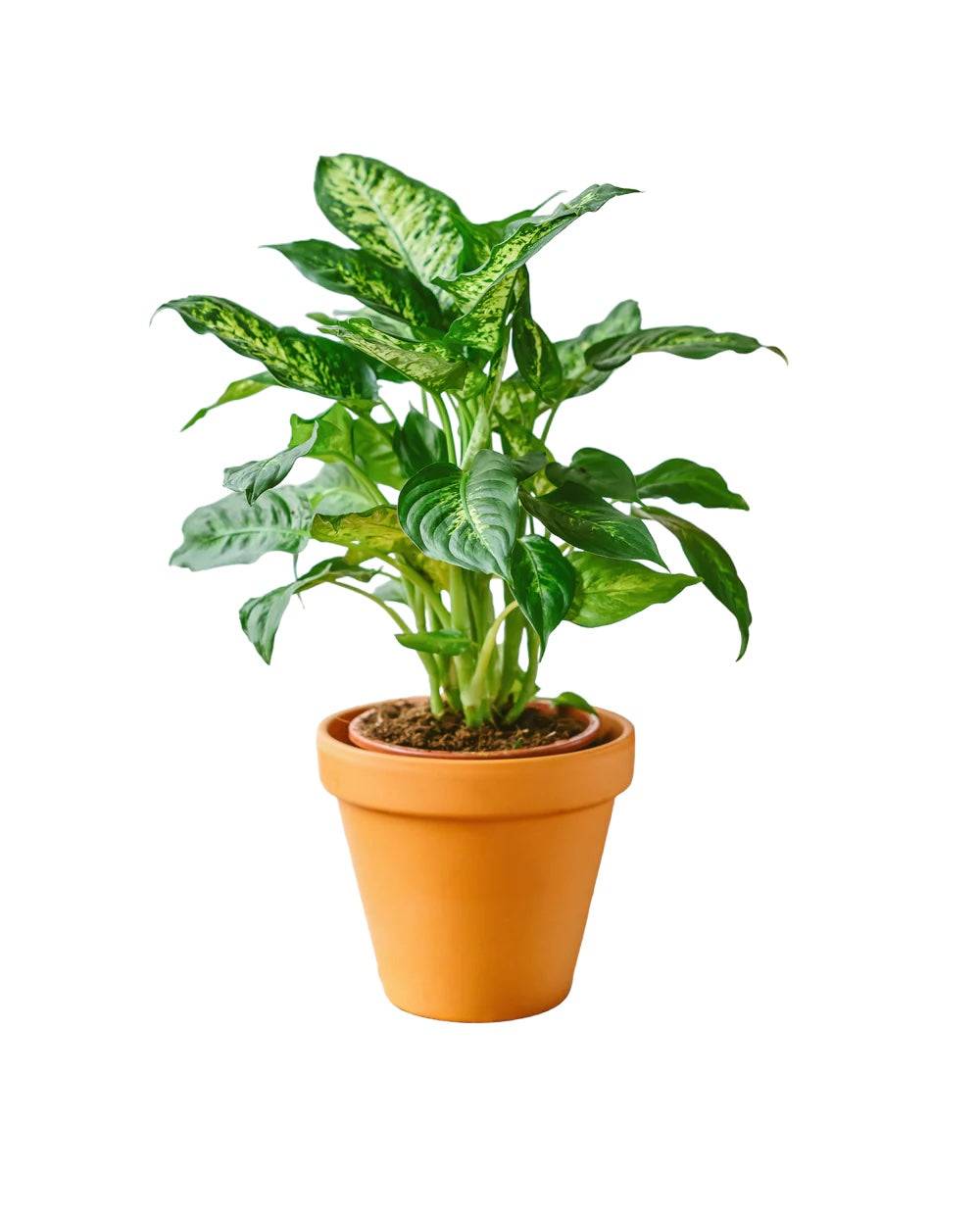 La Green Touch - Dieffenbachia Compacta Mars 45cm - Plante d'intérieur- La Green Touch - Imagen 1