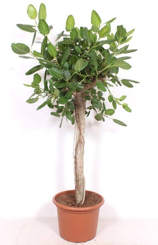 La Green Touch - Ficus benghalensis sur tige XXL - Figuier des banians - H 200 cm, pot Ø45 cm