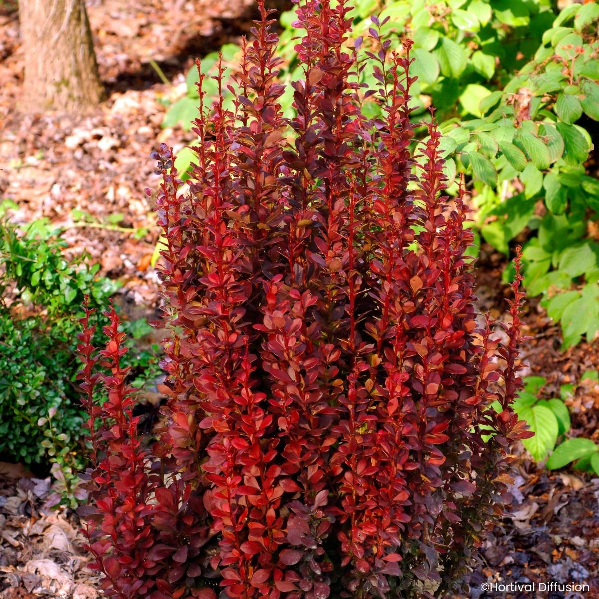 Promesse de Fleurs - Berberis thunbergii Red Torch - Epine-vinette Godet de 8/9 cm