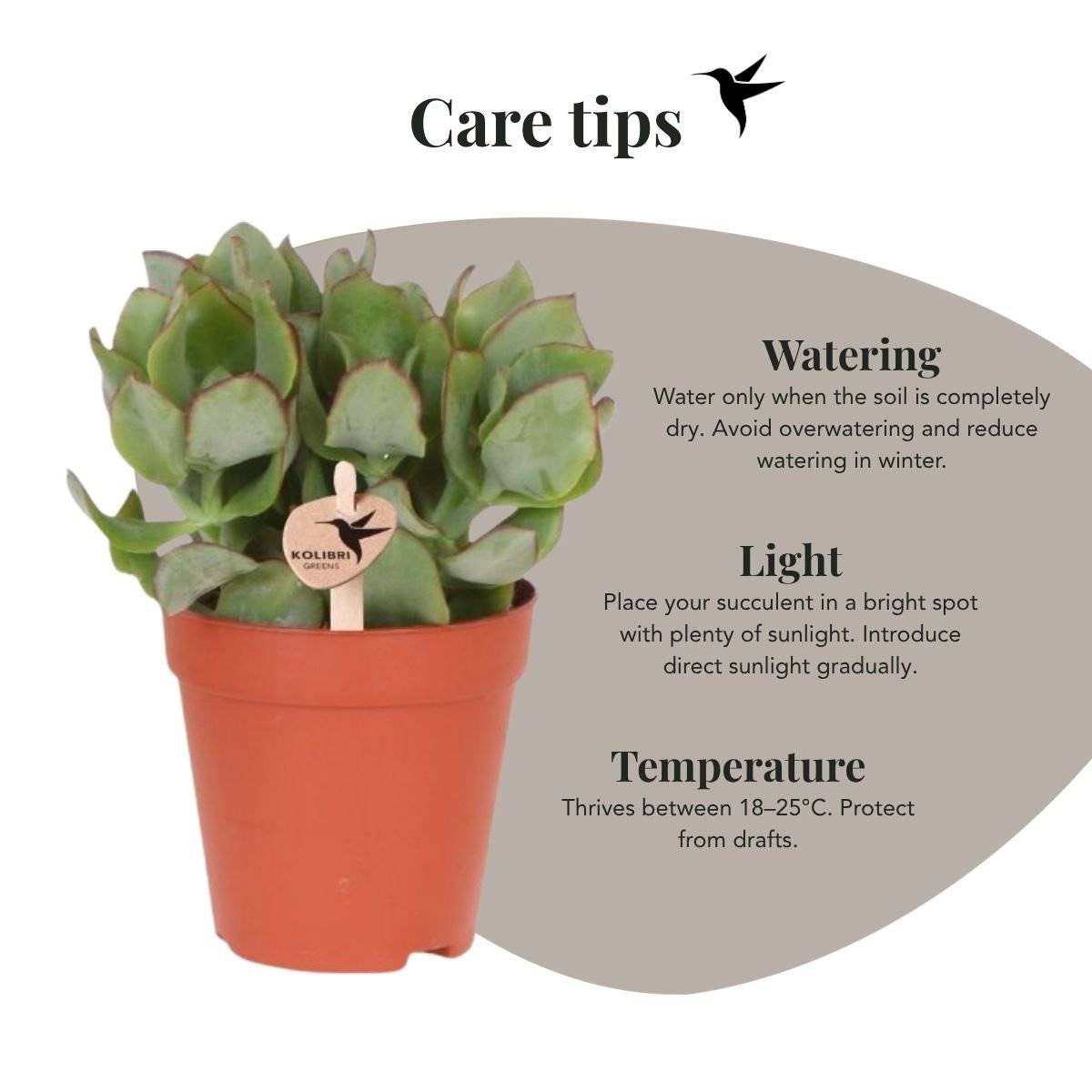 Succulente Crassula Arborescens - Ø9cm - ↕16cm - Plantes d'intérieur - Image 2