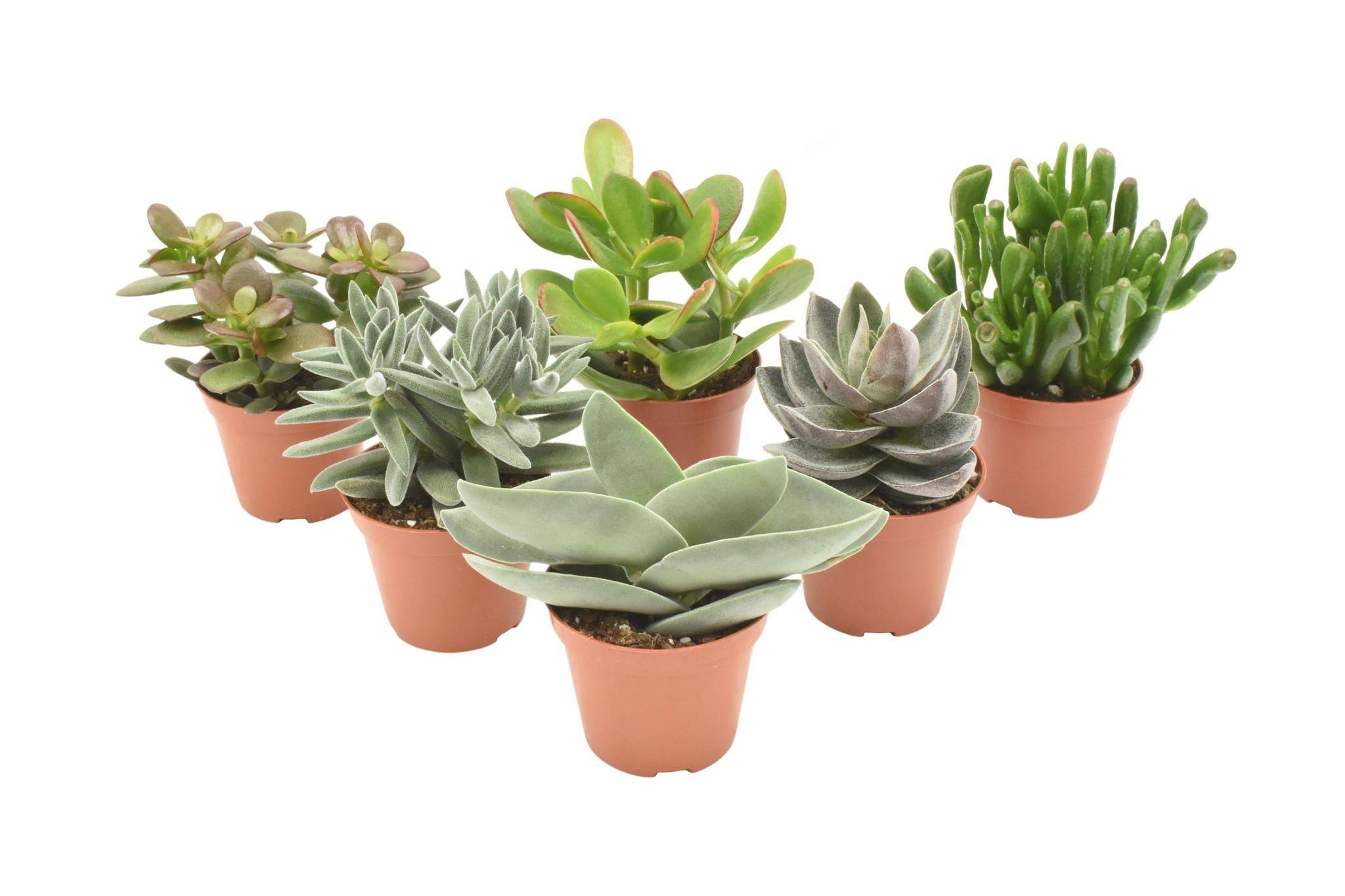 La Green Touch - Mix de 6 Crassula 14cm - Plante d'intérieur- La Green Touch - Imagen 1